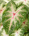 Galaxy Caladium Bulbs for Planting, Mixed Colors, Tropical Foliage, Caladium bicolor