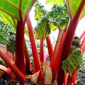 Rhubarb Seeds 20+ "Victoria" Perennial Vegetable Garden - Rheum rhabarbarum - Free USA Shipping