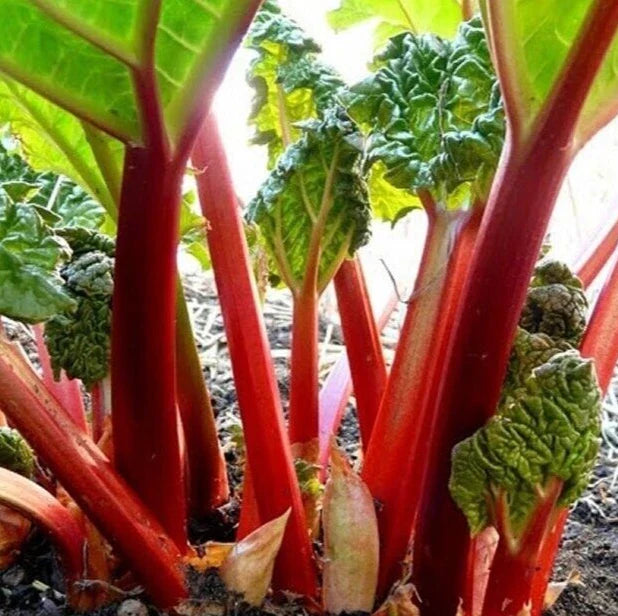 Rhubarb Seeds 20+ "Victoria" Perennial Vegetable Garden - Rheum rhabarbarum - Free USA Shipping