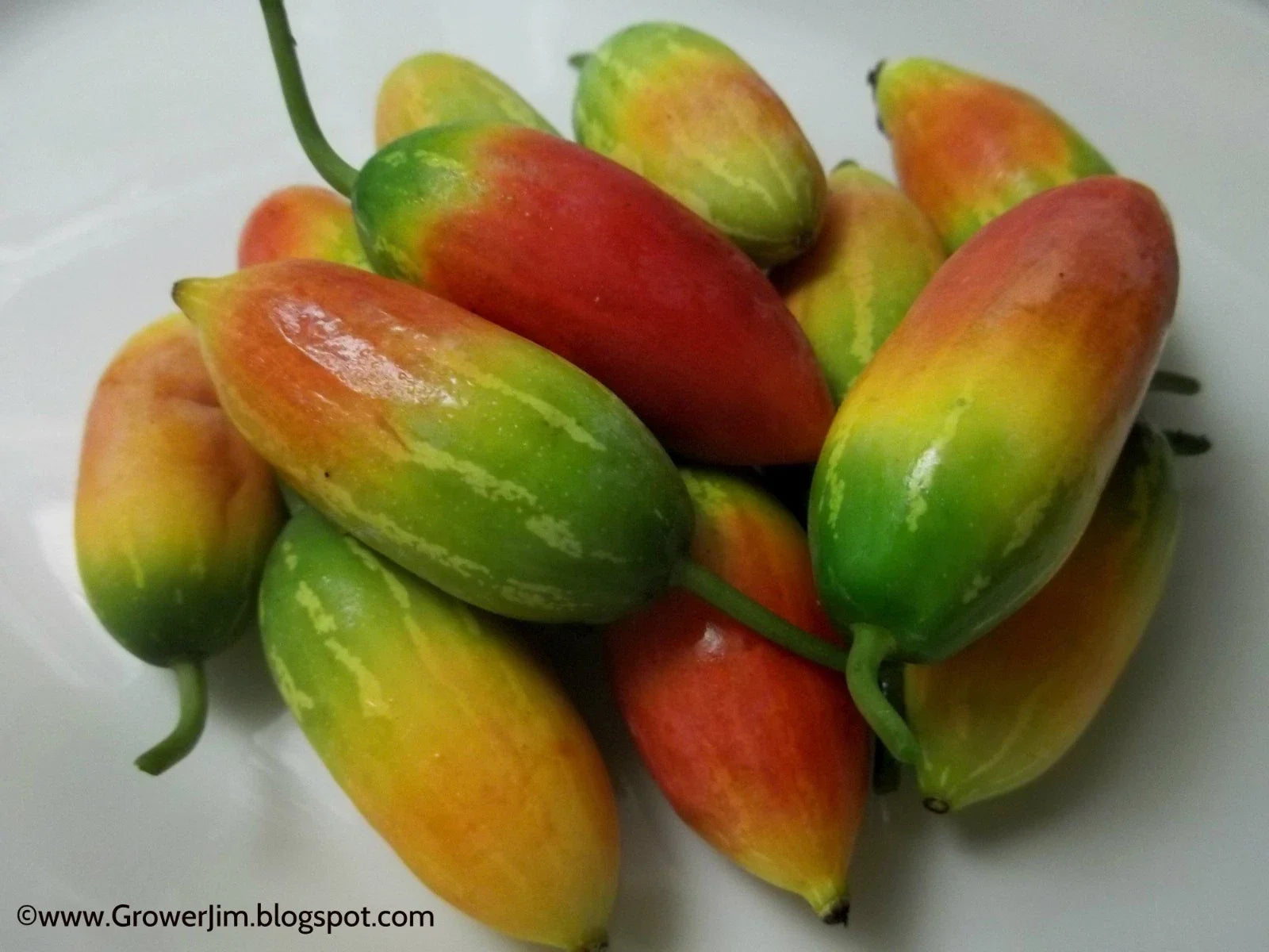 Tindora Plant Root - Coccinia grandis - Edible Ivy Gourd - Organic Vegetable Garden Starter - Self-Fruitful, Fast Growing