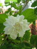 Grand Duke of Tuscany Jasmine Cuttings - Fresh Live 5 Unrooted Cuttings - Jasminum sambac