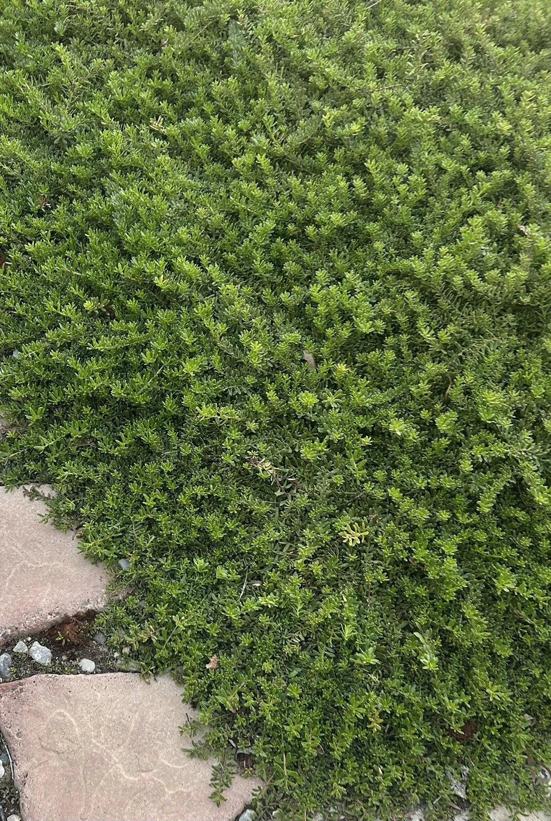 Myoporum Parvifolium Cuttings - Creeping Boobialla Dwarf Native Myrtle - 10 Plants for Ground Cover