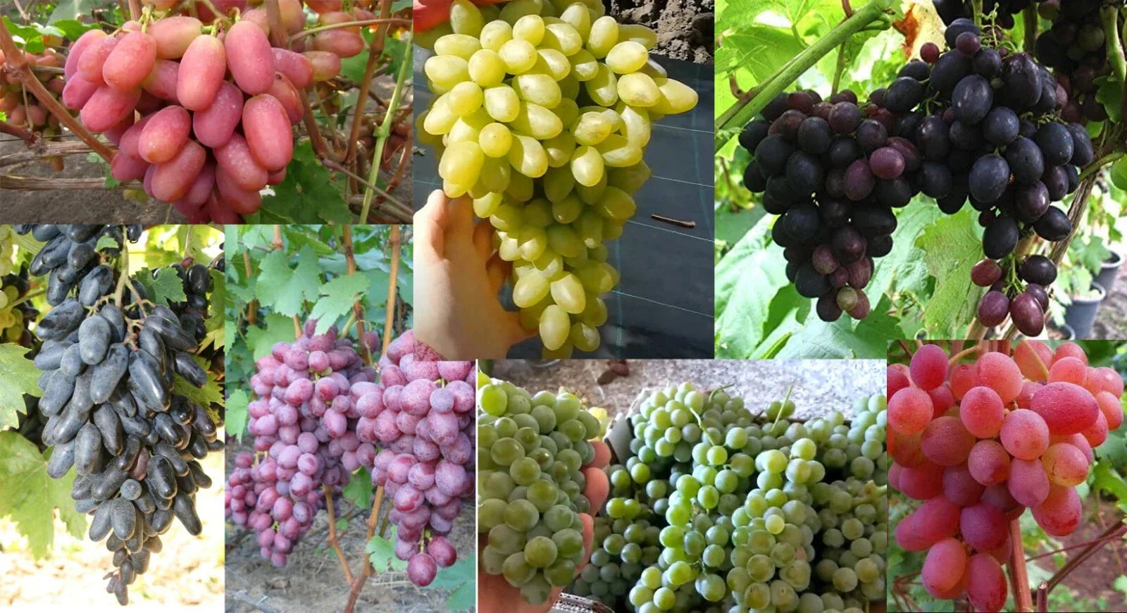 Mixed Grape Cuttings - 7 Rooting Cuttings - Best Varieties for Home Garden - Vitis vinifera