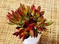 CRASSULA NUDICAULUS 'Burgundy' Platiphylla - 2" Diameter Unrooted Cuttings - Succulent Plant Cuttings