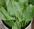 Large Leaf Sorrel Seeds, 50+ Seeds, Rumex acetosa, Non-GMO, Heirloom Garden Seeds