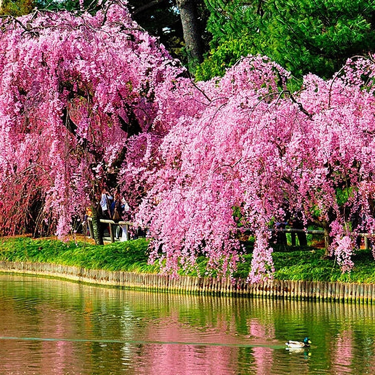 Weeping Sakura Seeds 20 Pcs Cherry Blossom Seeds Prunus serrulata