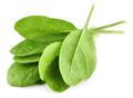 Giant Noble Spinach Seeds - Fresh Heirloom Seeds for Home Gardening - Spinacia oleracea