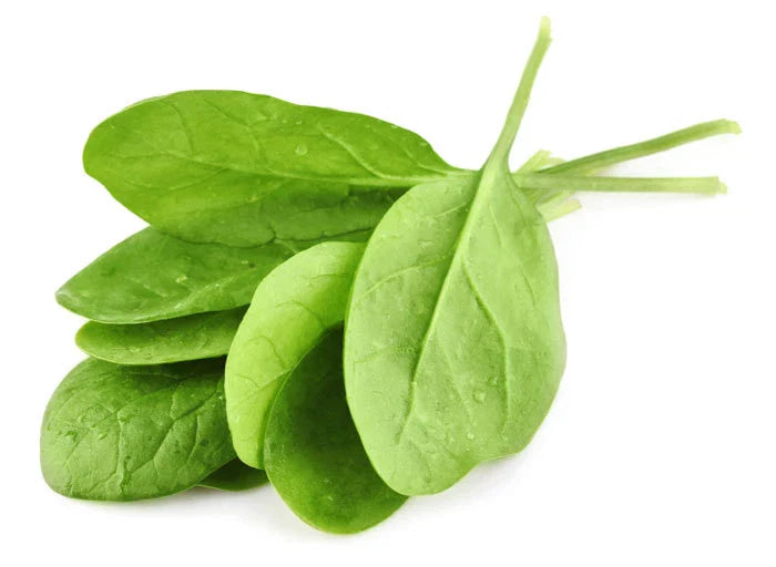 Giant Noble Spinach Seeds - Fresh Heirloom Seeds for Home Gardening - Spinacia oleracea