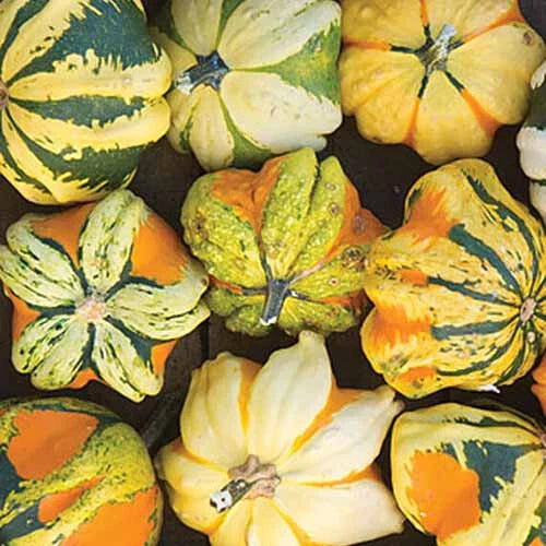 Daisy Gourd Squash Seeds - 25+ Bulk Pack for Garden Planting - Cucurbita pepo - USA Grown, Free Shipping