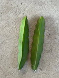 Dragon Fruit Cuttings 7” Red Flesh Self Pollinating - Hylocereus undatus - 2 Pcs Fresh Cuttings for Planting
