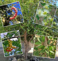 Red Guamuchil Tree Seeds - 5+ Pithecellobium dulce - Madras Thorn, Manila Tamarind