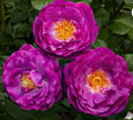 Wild Blue Yonder Rose Bush - Grandiflora Bare Root Live Starter Plant - Rosa 'Wild Blue Yonder'