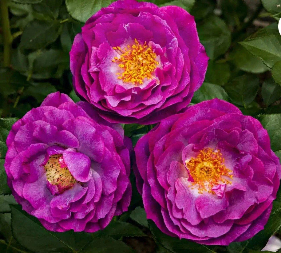 Wild Blue Yonder Rose Bush - Grandiflora Bare Root Live Starter Plant - Rosa 'Wild Blue Yonder'