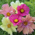 Cosmos Cotton Candy Mix Seeds - 20 Pack - Colorful Flower Seeds for Garden Planting (Cosmos bipinnatus)