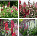 Hollyhock Flower Seeds Mix - 60+ Heirloom Seeds - Indian Spring Variety - Alcea rosea
