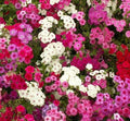 Phlox Seeds 300+ Mixed Colors Annual Flower Garden for Bees & Butterflies, Phlox paniculata