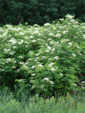 Elderberry Plant Bare Root 16"+ Edible Sambucus Black Common Live Plant