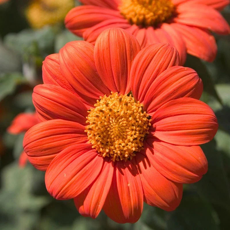 Mexican Sunflower Seeds - Orange Tithonia Variety - Attract Butterflies with Daisy-Like Blooms