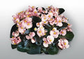 Begonia Seeds Set of 100 - Cocktail Brandy Variety - Begonia x tuberhybrida