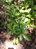 Live Oak Tree Plants 12-20" Evergreen Quercus Virginiana 2 Years Old Rooted TX FL