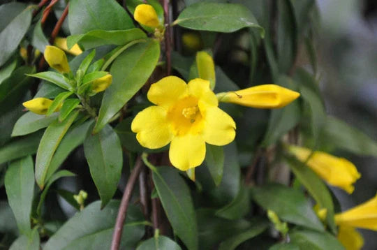 Yellow Jasmine Climbing Vine 1ft Live Plant Gelsemium Sempervirens Fragrant Flowers