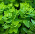 Italian Oregano Seeds - Mediterranean Culinary Herb - Non-GMO - 1000 Seeds - Origanum vulgare subsp. hirtum