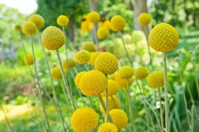 Yellow Globe Flower Seeds - 50 Seeds - Ideal for Cut Flowers & Flower Bonsai - Trollius aureus