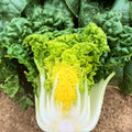 Golden Heart Bok Choy Seeds - Yellow Green Pak Choi - Brassica rapa subsp. Chinensis - Ideal for 2025 Planting