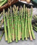 Mary Washington Asparagus Starter Plants - 5 Bare Root Asparagus officinalis
