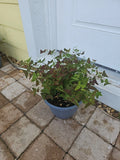 XL Live Plant Christia Obcordata Butterfly Wings Swallowtail 10"