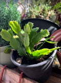 Thanksgiving/Christmas Cactus Live Plant in Pot - Schlumbergera with Vibrant Pink Blooms