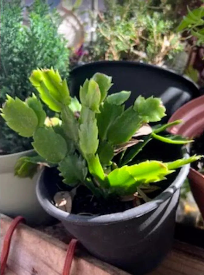 Thanksgiving/Christmas Cactus Live Plant in Pot - Schlumbergera with Vibrant Pink Blooms