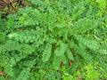 Salad Burnet Herb Seed Pack - 400+ Fresh Seeds - Sanguisorba minor - Culinary Garden Essential