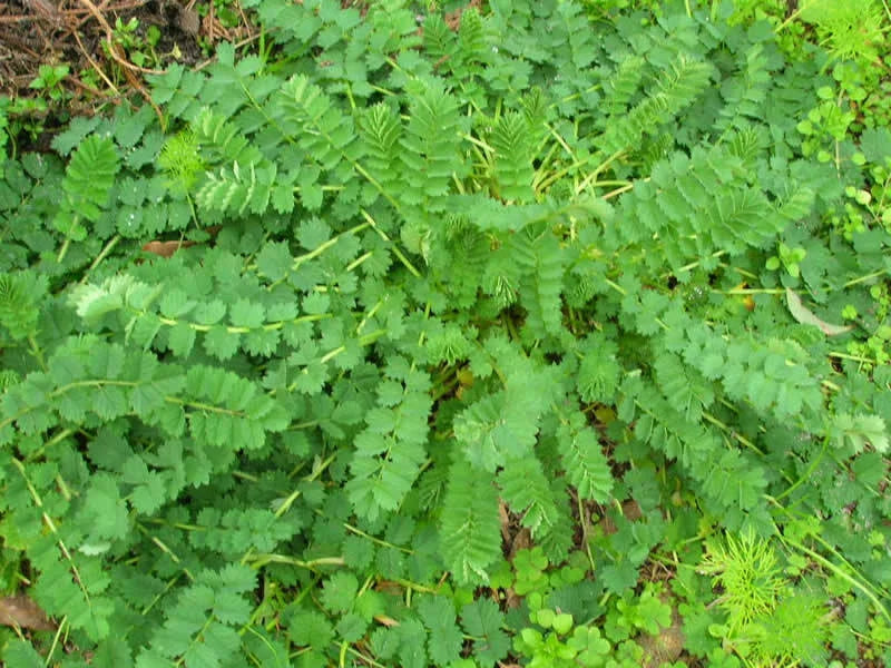Salad Burnet Herb Seed Pack - 400+ Fresh Seeds - Sanguisorba minor - Culinary Garden Essential