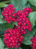 Pentas Seeds - 100 Count - New Look Red - Pentas lanceolata - Flower Garden Seeds for Pollinators