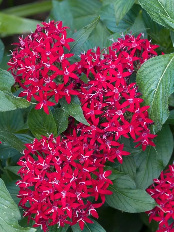 Pentas Seeds - 100 Count - New Look Red - Pentas lanceolata - Flower Garden Seeds for Pollinators