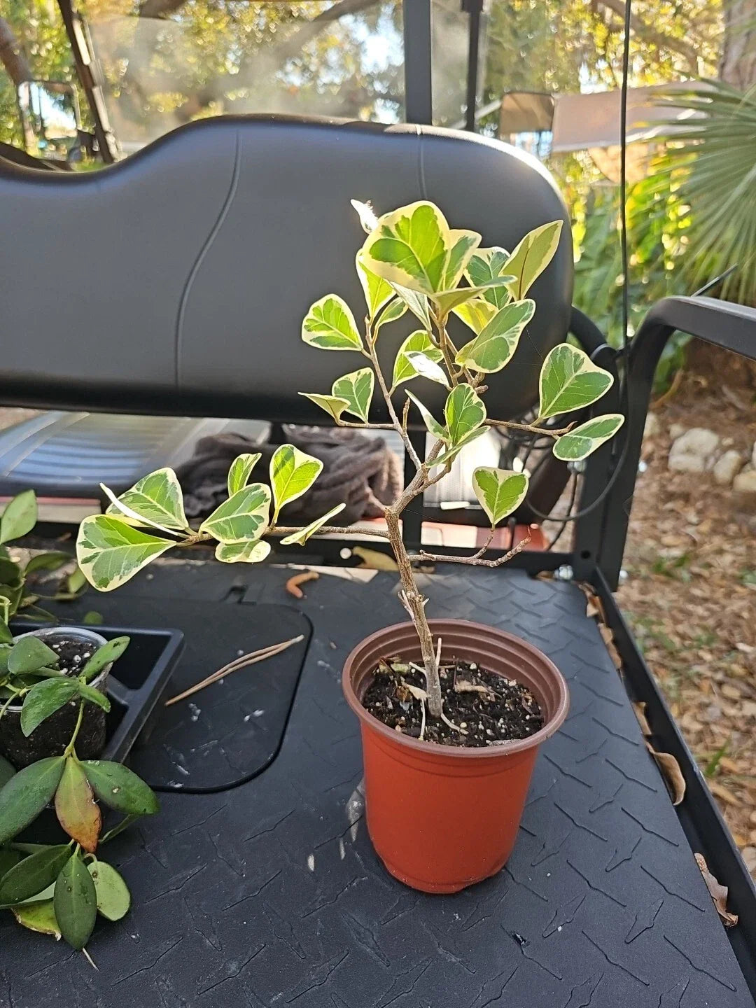 Ficus Triangularis Variegata Rooted Plant in 5" Pot - Variegated Ficus Houseplant, Tropical Indoor Plant