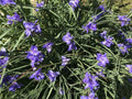Spiderwort Rhizome Bulbs - 20 Perennial Purple Flower Plants - Tradescantia pallida, Widow's Tear