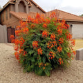 Mexican Red Bird of Paradise 5 Seeds - Dwarf Poinciana Flower Shrub (C. pulcherrima) - Tropical Garden Plant Seeds