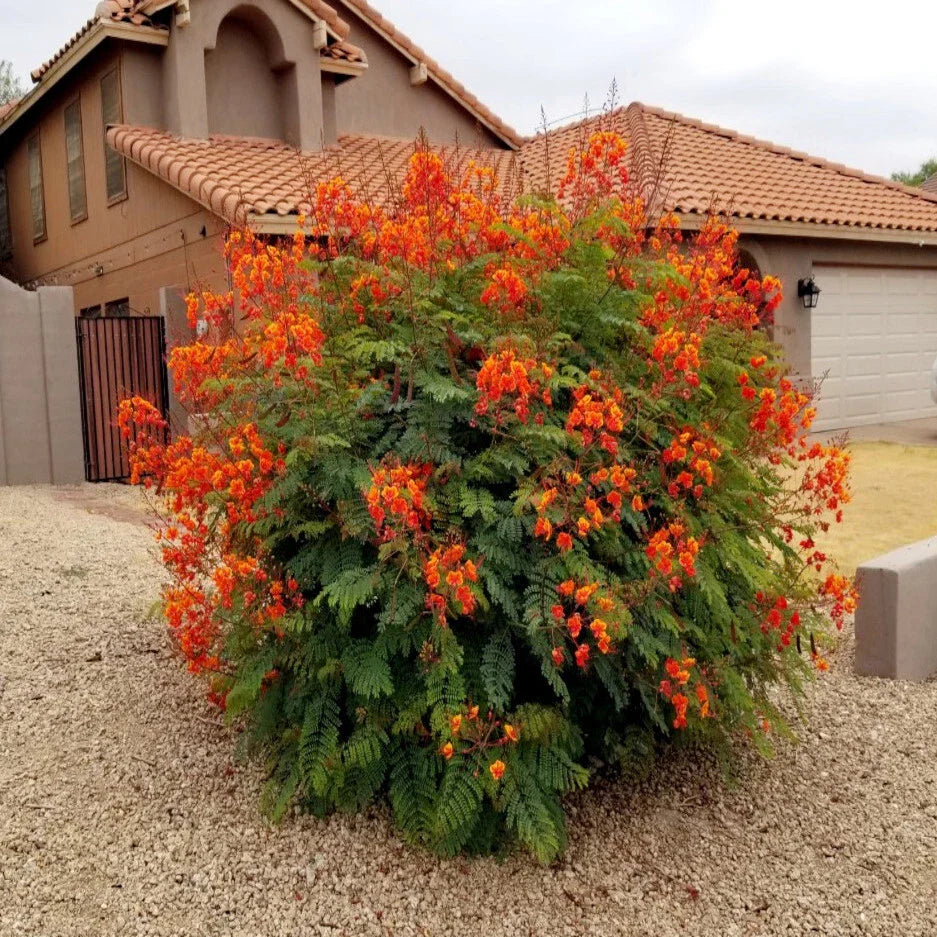 Mexican Red Bird of Paradise 5 Seeds - Dwarf Poinciana Flower Shrub (C. pulcherrima) - Tropical Garden Plant Seeds