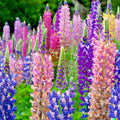 Dwarf Lupine Seeds - 100+ Count - Pixie Delight Mix - Lupinus hartwegii - Annual Flower Seeds