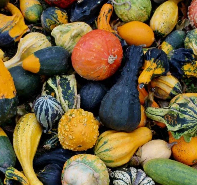 Large and Small Mixed Gourd Seeds for Fall Decor - Non-GMO Decorative Gourds - 30 Seeds (Cucurbita pepo)
