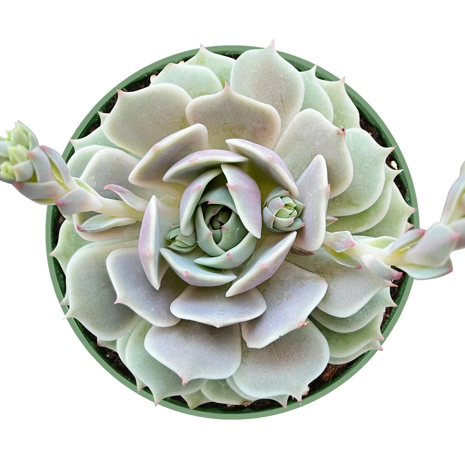 Echeveria Lola Succulent Plant in 4 Inch Planter Pot - Live Fresh Rosette Succulent (Echeveria 'Lola')