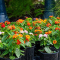 Lantana Plant Plug, 1 Hardy Miss Huff Variety, Easy to Grow, Lantana camara