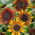 Tall Mardi Gras Sunflower Seeds - Non-GMO 50 Count - Attractive Mix for Bees & Butterflies - Helianthus annuus