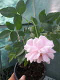 Live Plant Heirloom Pink Rose Shrub in 8 oz Pot - Rosa spp.