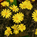 Euryops Daisy Seeds - 200+ Pack - Euryops Pectinatus - Garden Flowers - USA