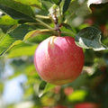 Stayman Winesap Apple Tree Seedling - Gallon Pot - Easy to Grow - Malus domestica