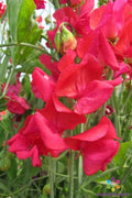 Genoa Sweet Pea Seeds - 50+ Pack for Garden Planting - Lathyrus odoratus - USA