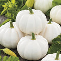 Baby Boo Pumpkin Seeds | Untreated White Mini Gourd | Fall Squash Seed 2025 | Cucurbita pepo